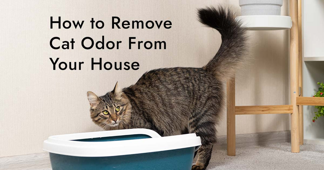 How to Remove Cat Odor From Your House | Complete Pet Owner Guide